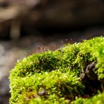 Wykopali i przenieśli ponad 100 ciał, żeby zarobić. "Wsypał" ich mech