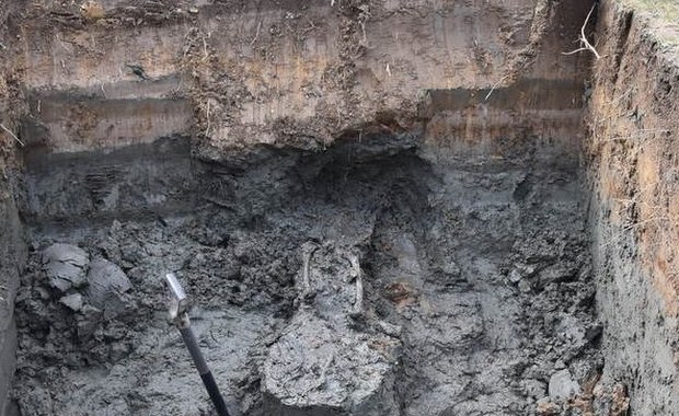 Wykopali ludzkie szczątki. Właścicielka posesji wiedziała o nich od lat 