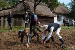 Wykopki kartoflane w Muzeum Wsi Lubelskiej  