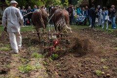 Wykopki kartoflane w Muzeum Wsi Lubelskiej  