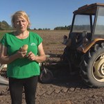 Wykopki ziemniaków. Są miejsca, gdzie jeszcze zbiera się je ręcznie