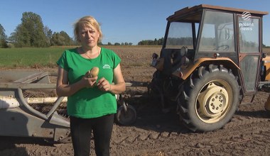 Wykopki ziemniaków. Są miejsca, gdzie jeszcze zbiera się je ręcznie