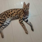 Wykorzystał otwarte okno i uciekł. Kolejny serwal poszukiwany