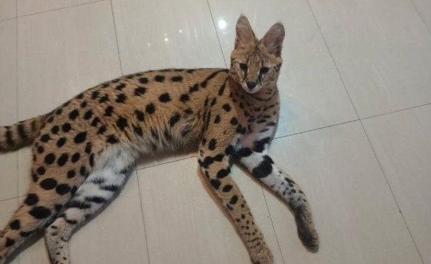 Wykorzystał otwarte okno i uciekł. Kolejny serwal poszukiwany