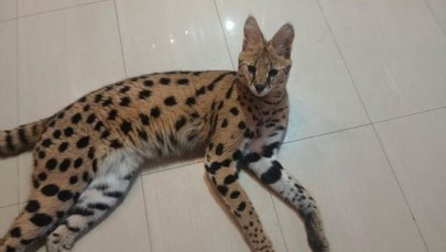 Wykorzystał otwarte okno i uciekł. Kolejny serwal poszukiwany