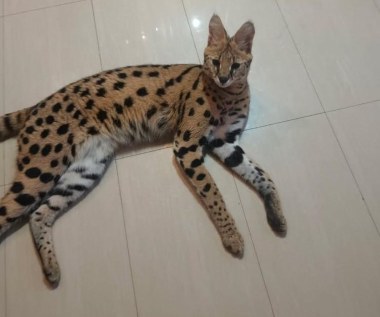 Wykorzystał otwarte okno i uciekł. Kolejny serwal poszukiwany