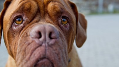 Wykorzystywali psy do przemytu kokainy. Staną przed sądem