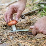 Wykręcać czy wycinać grzyby? Leśnicy rozwiewają wątpliwości