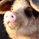 Wykryto już 15. ognisko pomoru świń w Polsce. "Nie wiadomo, co jest źródłem przeniesienia choroby"