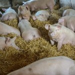 Wykryto pierwszy w Polsce przypadek afrykańskiego pomoru u świń