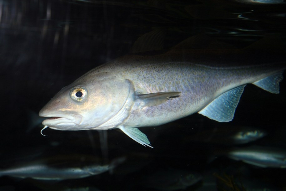 Wykryto, że bałtyckie dorsze są nasycone toksycznymi substancjami /Hinrich Bäsemann    /PAP/EPA