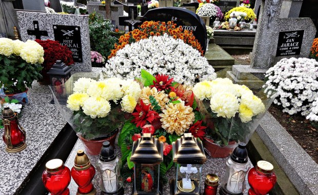 Wykup chryzantem przez rząd. Wnioski opiewają na 87 mln zł