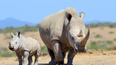 Wykupili farmę od handlarza rogami. Nosorożce białe trafią na wolność