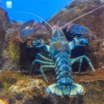 Wykupiły homary z restauracji i wypuściły do morza. Grozi im więzienie
