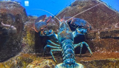 Wykupiły homary z restauracji i wypuściły do morza. Grozi im więzienie