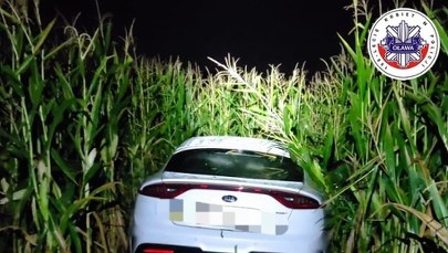 Wylądował w polu kukurydzy. 18-letni kierowca był nietrzeźwy 