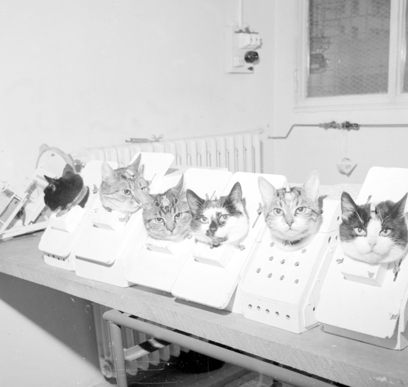 Wyłapane bezdomne koty czekające na dalsze testy /TopFoto / Topfoto / Forum /Agencja FORUM