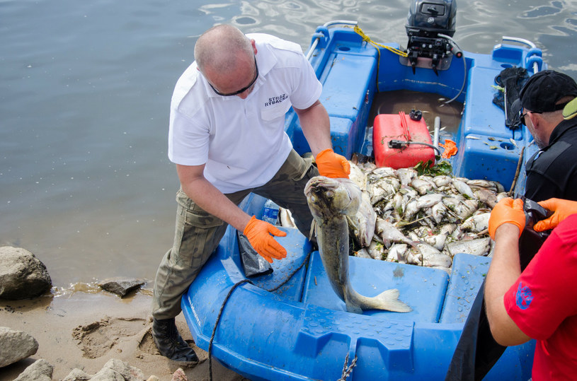 Wyławianie śniętych ryb w Krośnie Odrzańskim /NewsLubuski /East News