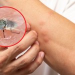 meszki Wyległy masowo i są bardziej agresywne niż komary. Jak przetrwać plagę meszek?