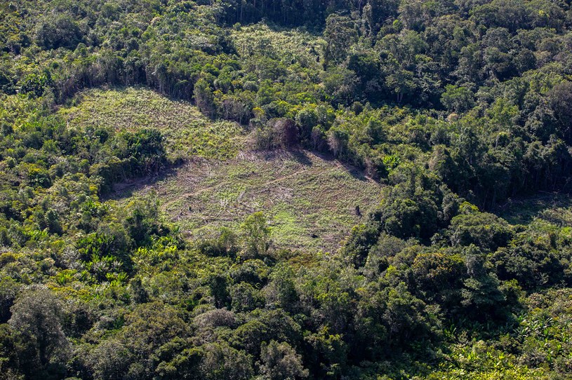 Wylesianie Amazonii ma ogromnie negatywny wpływ na środowisko naturalne. / Paulo Lopes /Agencja FORUM