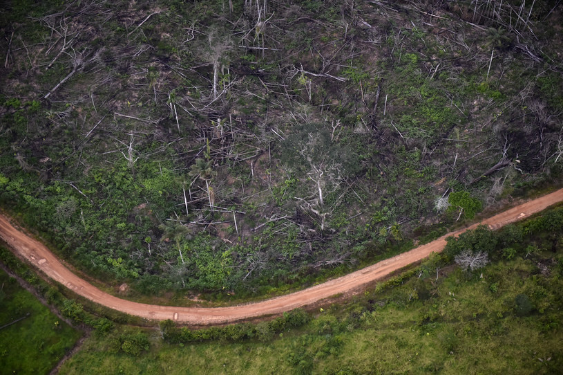 Wylesianie to jedna z głównych przyczyn pojawiania się nowych patogenów /AFP