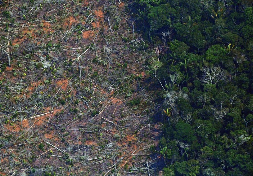 Wylesienie Brazylii pogłębia kryzys klimatyczny. /CARL DE SOUZA/AFP/East News /East News