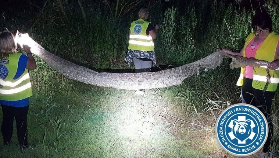 Wylinka zostawiona przez pytona w okolicach Konstancina /Animal Rescue Polska /Materiały prasowe