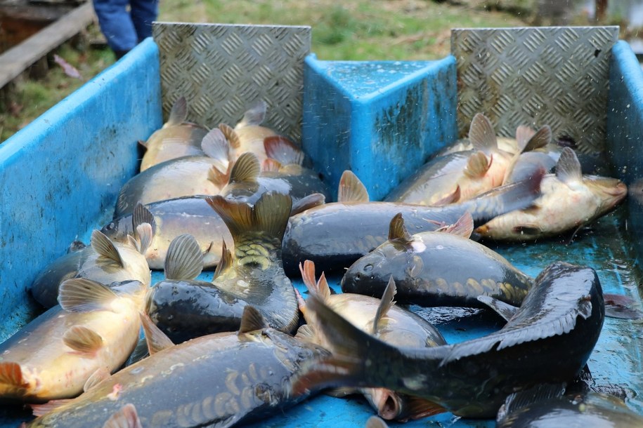 Wyłowione karpie /Jacek Skóra /RMF FM