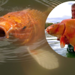 Wyłowiono jedną z dwóch największych "złotych rybek" na świecie
