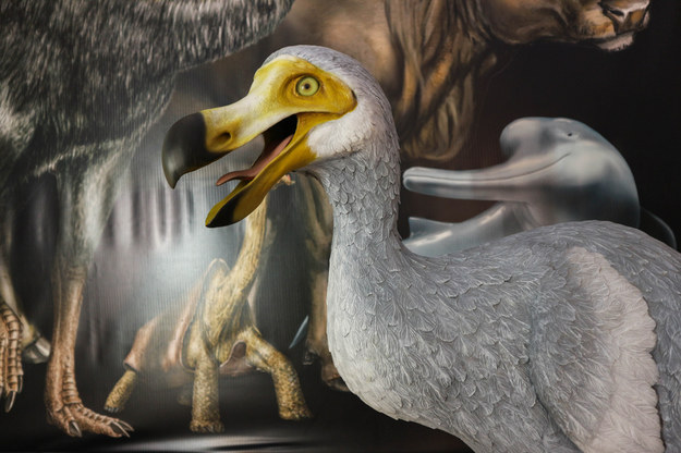 Wymarły ptak dodo /Shutterstock