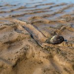 Wymierają rozmaite gatunki. Wśród nich są małże