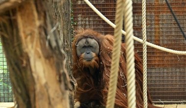 Wymierające zwierzęta z rodziny człowiekowatych. Została zaledwie garstka