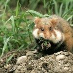 Wymierający gryzoń przegrał z deweloperem. Powstaną luksusowe penthousy