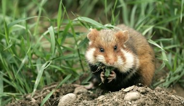 Wymierający gryzoń przegrał z deweloperem. Powstaną luksusowe penthousy
