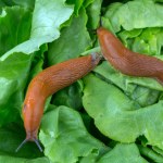 Wymieszaj to z kawą. Dzięki temu nie zobaczysz już ani jednego ślimaka w ogrodzie