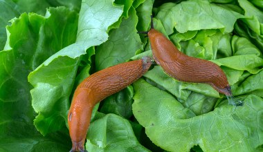 Wymieszaj to z kawą. Dzięki temu nie zobaczysz już ani jednego ślimaka w ogrodzie