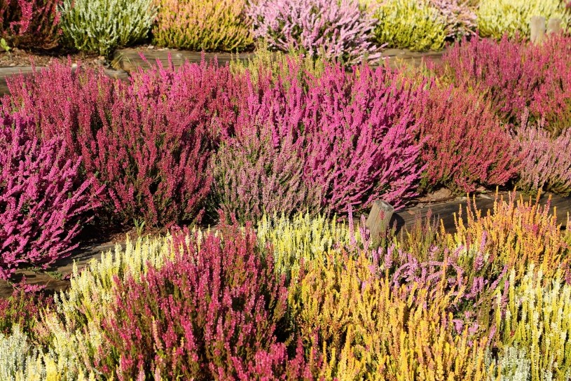Wymieszaj w litrze wody. Wrzosy stworzą kolorowe dywany z kwiatów