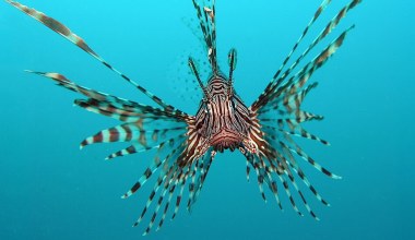 Wymyślili, jak pozbyć się inwazyjnej ryby. Pomysł jest zaskakująco prosty