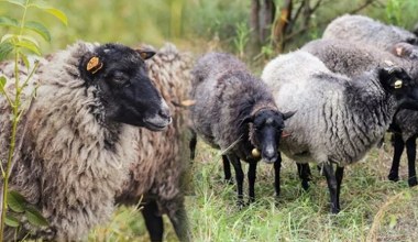 Wynajęli owce do koszenia trawy. Skończyło się łapówką i zarzutami