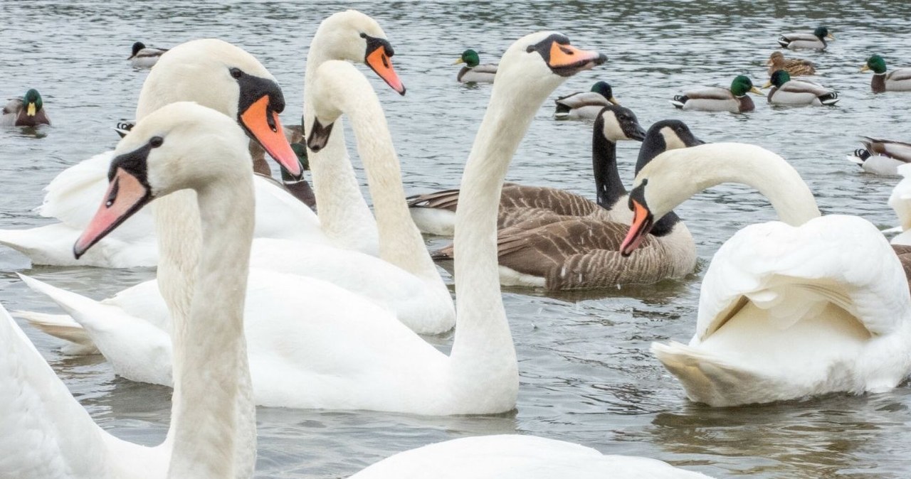 Wyniki grudniowego liczenia łabędzie zaskoczyły ornitologów /PIOTR KAMIONKA/REPORTER /East News