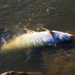Wyniki toksykologii ryb z Odry. Powodem śnięcia nie były metale ciężkie