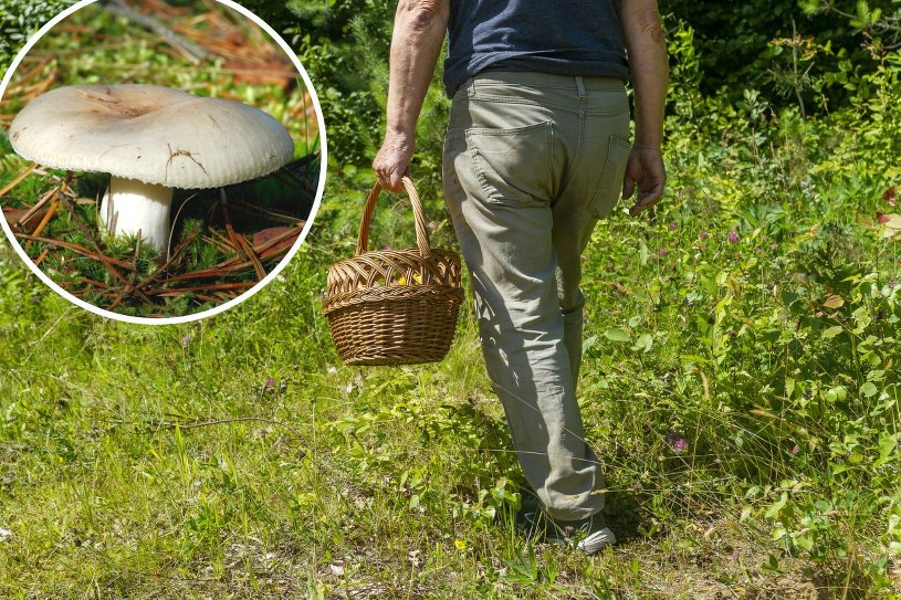 Wynoszą z lasów wiadra i kosze z kopkami. Ten grzyb to jednak kłopotliwa "pułapka"