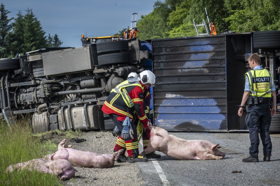 Wypadek ciężarówki transportującej świnie w Danii /MARTIN DAMGAARD /PAP/EPA