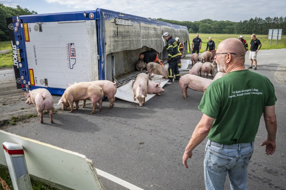 Wypadek ciężarówki transportującej świnie w Danii /MARTIN DAMGAARD /PAP/EPA