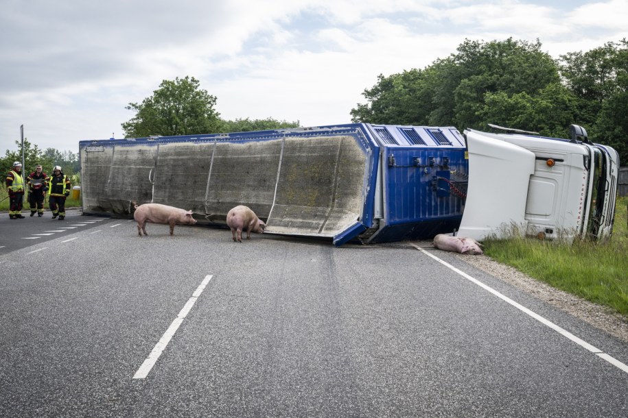 Wypadek ciężarówki transportującej świnie w Danii /MARTIN DAMGAARD /PAP/EPA