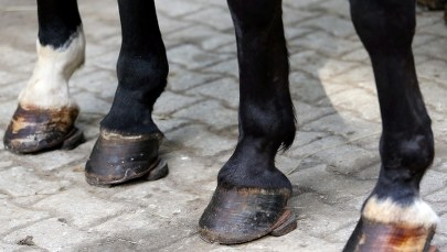 Wypadek na drodze do Morskiego Oka. Spłoszyły się konie ciągnące wóz