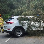 ​Wypadek na Półwyspie Helskim. Kobieta uderzyła w drzewo