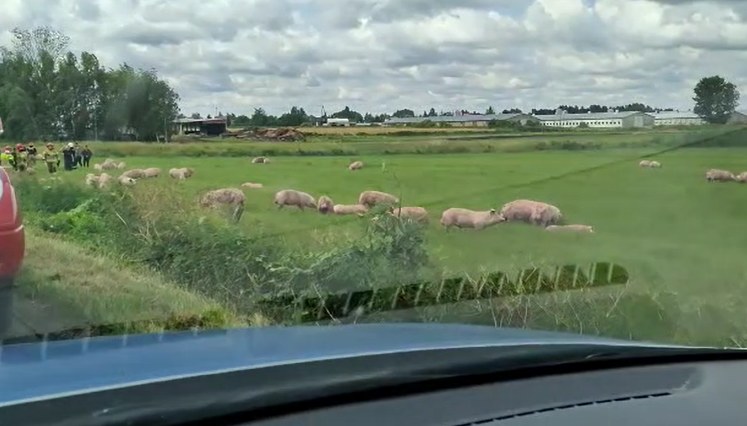 Wypadek w Bieżuniu (woj. mazowieckie) /Mazowiecka Policja /Materiały prasowe