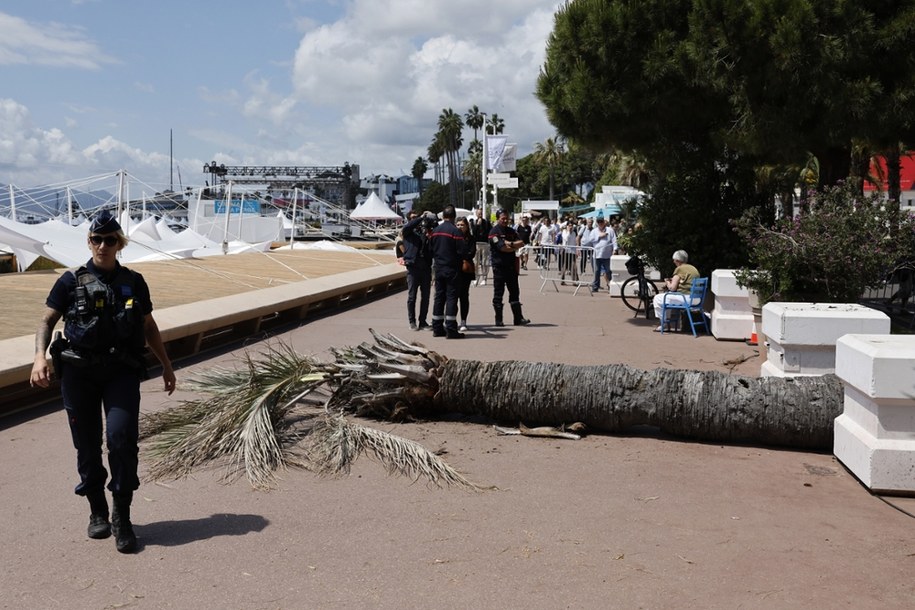 Wypadek w Cannes; palma upadła na człowieka /PAP/EPA/GUILLAUME HORCAJUELO /PAP