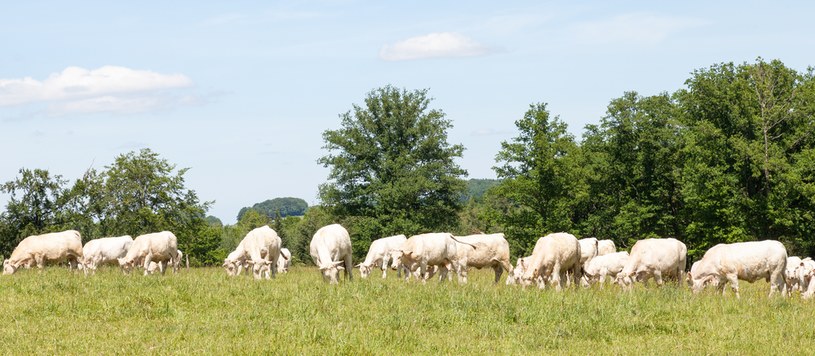 Wypas bydła gospodarczego na dużą skalę może mieć wpływ na zachwianie równowagi biologicznej danego obszaru /123RF/PICSEL